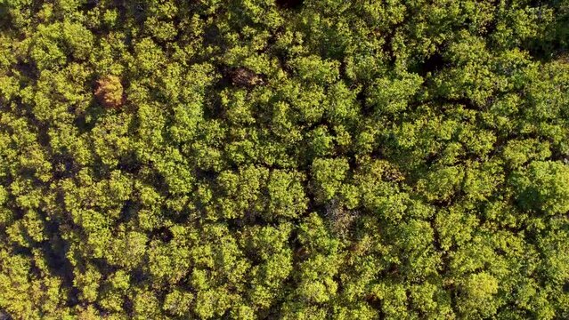 green moss background