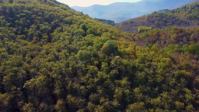 forest in the mountains