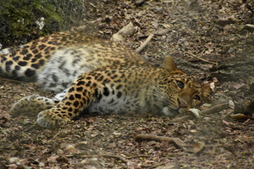 Zoo, Tierpark, Hagenbeck, leopard 2022 