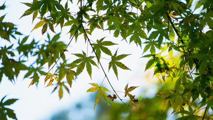 秋を彩る光に透ける紅葉