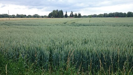 Grass, forest, trees, sky at braunschweig, germany