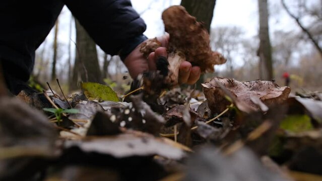 Picking up mushroom lepista nuda, also clitocybe nuda wood blewit mushroom in the autumn forest day. Mushroomer pick up mushroom in the forest.