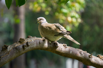 Eurasian collared dove or Streptopelia decaocto perched on a tree branch.