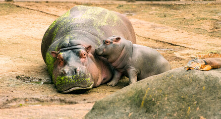 Mother and baby hippopotamus resting