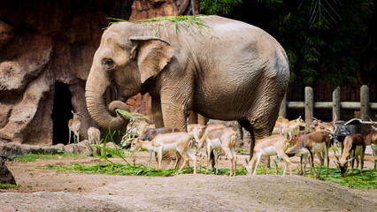 Fototapeta premium elephants eating in the zoo
