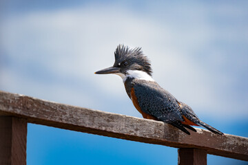 gran martin pescador