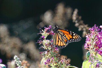 Beautiful image in nature of monarch butterfly on colorful flower.