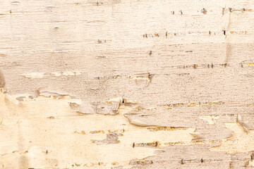 birch bark natural texture background