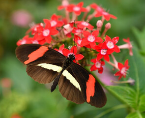 Fototapeta premium butterfly on flower