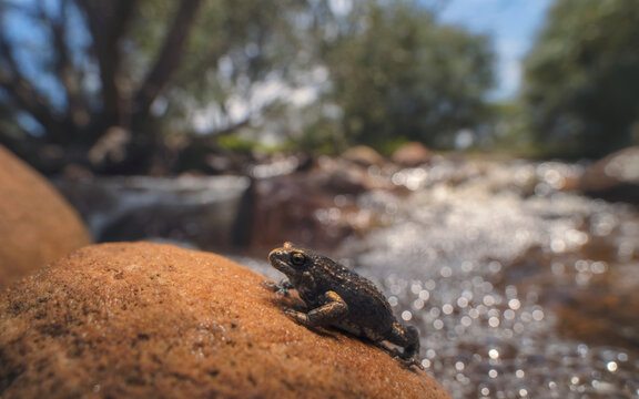 Close-up of a Bibron's toadlet (Pseudophryne bibronii) on a rock by a river, Australia
