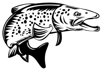 illustration of a spotted speckled trout fish jumping done in retro style
