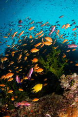 Fototapeta na wymiar Coral reefs of Naigani in Fiji