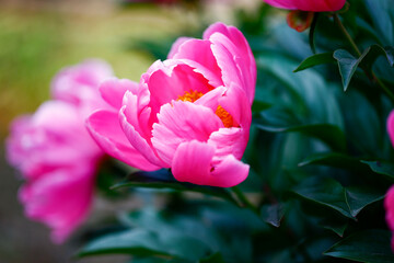 Pink blooming peony, outside shooting