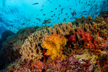 Coral reefs of Naigani in Fiji