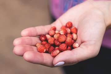 Process of harvesting raspberry and picking berries and wild strawberries in the forest of northern...