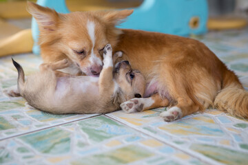  Close up chihuahua puppy dog playing on the floor