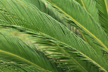 Naklejka na ściany i meble Closeup view of beautiful tropical palm leaves