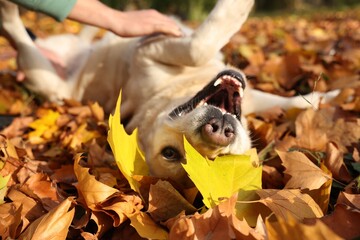 Man playing with Labrador Retriever dog on fallen leaves, closeup