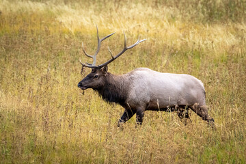 bull elk in the wild