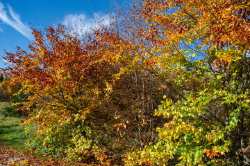autumn leaves background