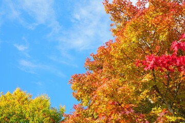 autumn tree in the park