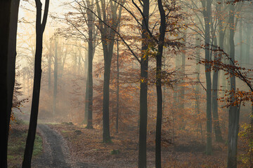 jesienna mgłą w bukowym lesie, buczyna kwaśna - obrazy, fototapety, plakaty