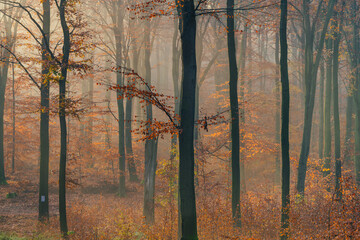 drzewa bukowe we mgle, jesień