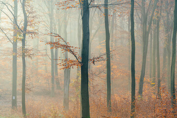 drzewa bukowe we mgle, jesień - obrazy, fototapety, plakaty