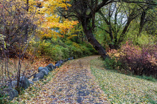 fall foliage along a walking path in riverside park, Whitefish, Montana 