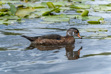 close up of a beautiful female wood duck swimung pass some big green waterlily leaves on the lake