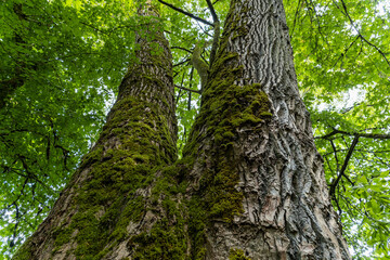 two big tree trunk with rough surface covered with mosses under the green foliage in the park - 542833035