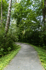 a nice paved walking path in the park with dense green foliage on both sides - 542833057