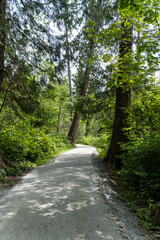 a nice paved walking path in the park with dense green foliage on both sides - 542833210