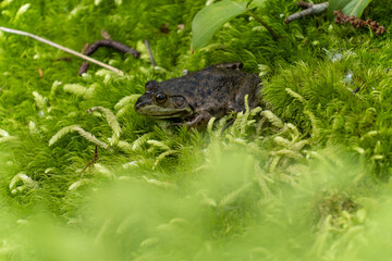 close up of a dark green frog resting on top of green mosses - 542833248