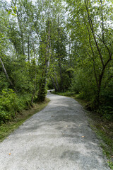 a nice paved walking path in the park with dense green foliage on both sides - 542833288