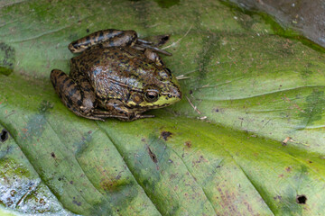 close up of a green frog resting on top of a big green leaf - 542833292