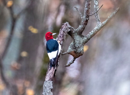 Red-headed Woodpecker, Oct 30, 2022