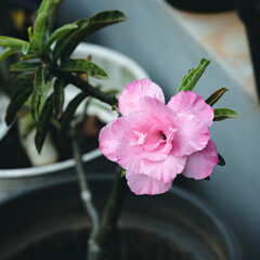 beautiful Japanese frangipani, whitish pink adenium flowers, blooming in the morning exotic with...