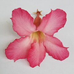 beautiful pink adenium flower in the garden