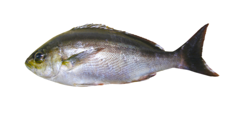 Populer sea fish Grunt (Isaki) fish body cut out PNG data.