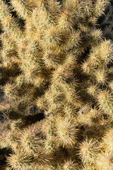 Cactus bush close up