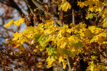 autumn leaves in the park