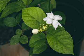 close up of beautiful jasmine flowers on a bush in a garden with floral natural background. Selective focus view of beautiful white flower known as Jasmine. Symbol springtime and summer