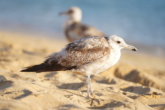 Gaviota peluda