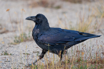 Common Raven Struts Across A Road 