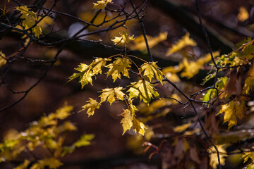 autumn leaves in the sun