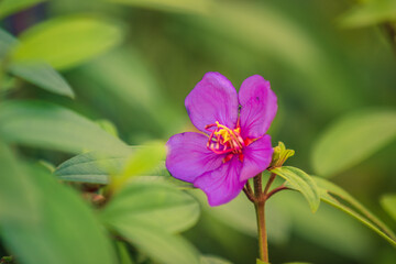 Flower of Osbeckia octandra | Bowitiya/Heen Bowitiya | Eight Stamen Osbeckia