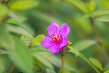 Flower of Osbeckia octandra | Bowitiya/Heen Bowitiya | Eight Stamen Osbeckia