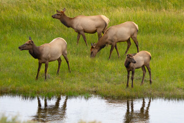 Naklejka na ściany i meble Herd of Cow Elk and Calves in River at Yellowstone National Park