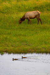 Herd of Cow Elk and Calves in River at Yellowstone National Park